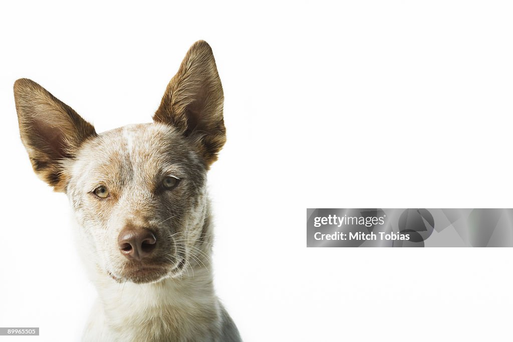 Portrait of dog (Australian Heeler, mix) against w