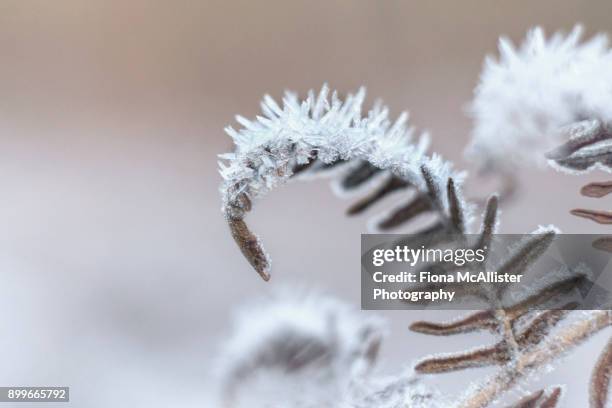 heavy frost on british bracken - rime ice stock pictures, royalty-free photos & images