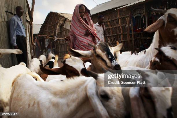 Woman walks with a herd of goats in Dadaab, the world�s biggest refugee complex, August 20, 2009 in Dadaab, Kenya. The Dadaab refugee complex in...