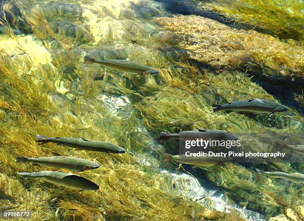 trout swimming in crystal clear river - trout stock pictures, royalty-free photos & images