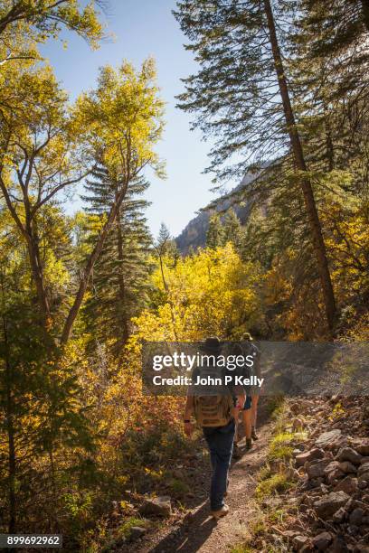 group of backpackers hiking along a trail in the white river national forest, located in the rocky mountains of colorado. - white river national forest stock pictures, royalty-free photos & images