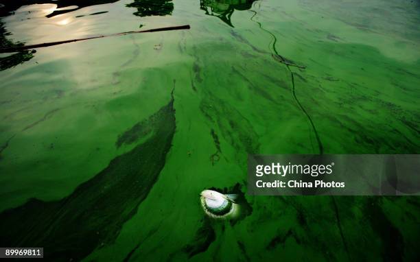 Dead fish floats among algae on the East Lake on August 20, 2009 in Wuhan of Hubei Province, China. The East Lake is the largest downtown lake in...
