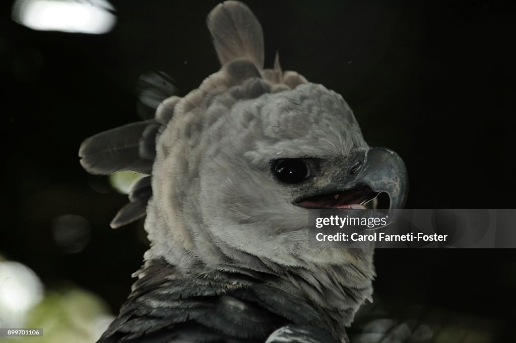 YoungHarpy Eagle