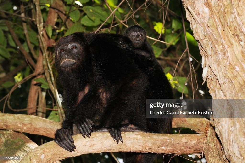 Howler Monkey and Baby Belize