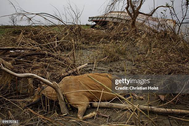 Dead cow lies on the Pyapon river bank with an overturned fishing boat in the background on May 10, 2008 a few hours south of Pyapon, Myanmar. On May...