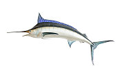 Mounted Blue Marlin