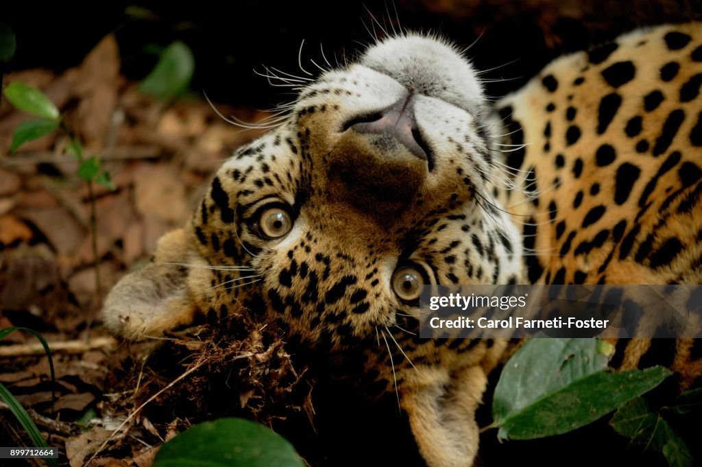 Jaguar. Panthera onca