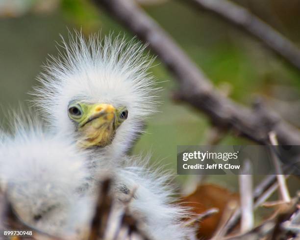 126 Birds Nest In Hair Photos and Premium High Res Pictures - Getty Images 126 Birds Nest In Hair Photos and Premium High Res Pictures - Getty Images