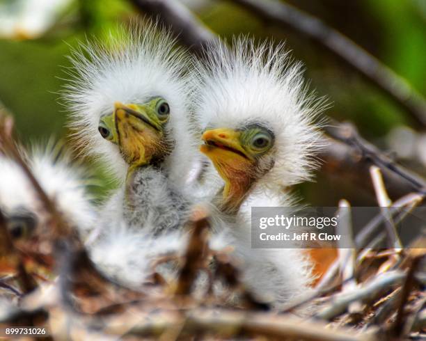 126 Birds Nest In Hair Photos and Premium High Res Pictures - Getty Images 126 Birds Nest In Hair Photos and Premium High Res Pictures - Getty Images