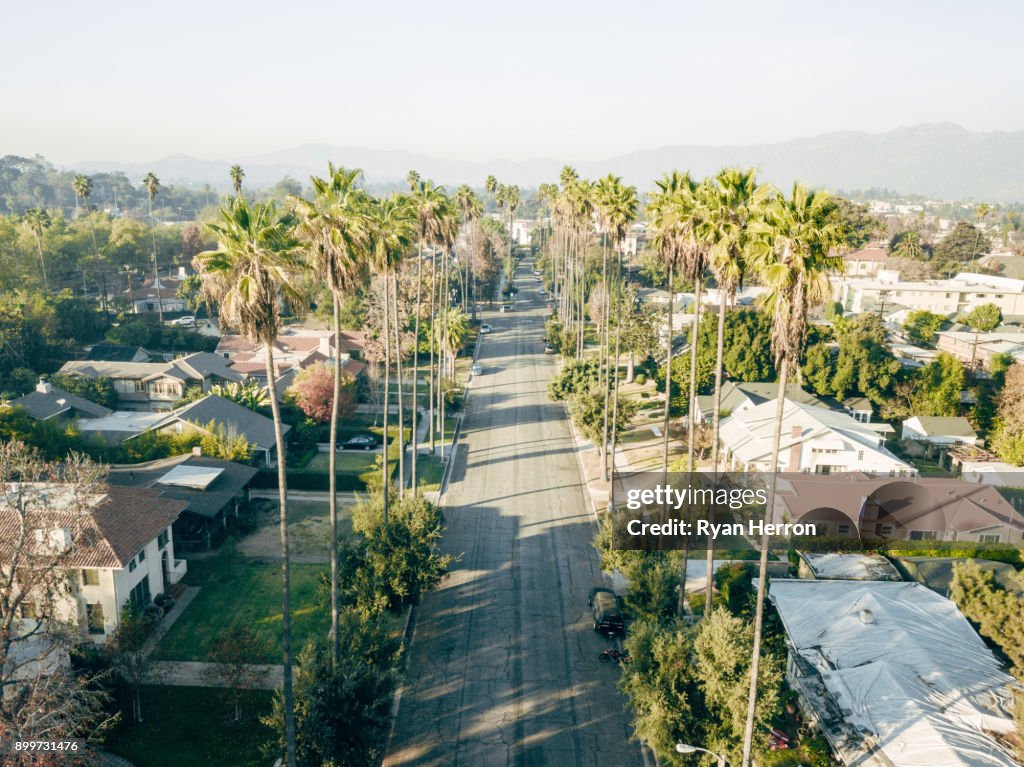 Aerial of Palm Tree Lined Street