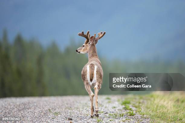 white-tailed deer, odocoileus virginianus, buck on road in kananaskis country, alberta, canada - white tail buck bildbanksfoton och bilder