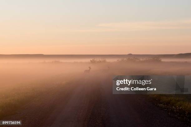 deer crossing road in grasslands national park, saskatchewan - national grassland stock pictures, royalty-free photos & images
