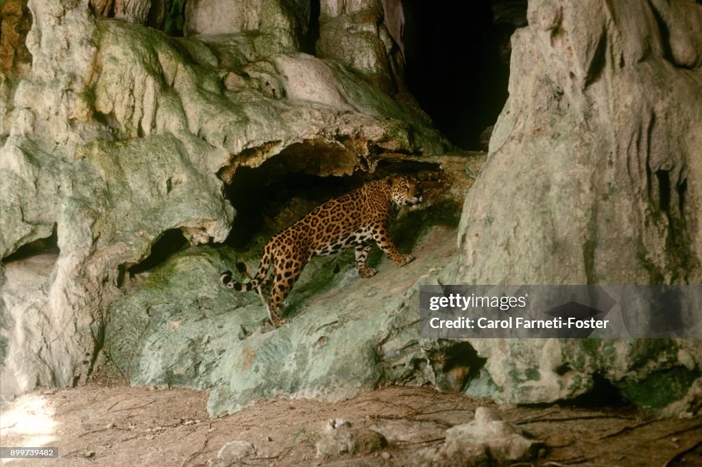 Jaguar going into Cave Belize