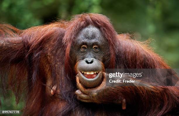 sie ein lächeln - orang utan stock-fotos und bilder