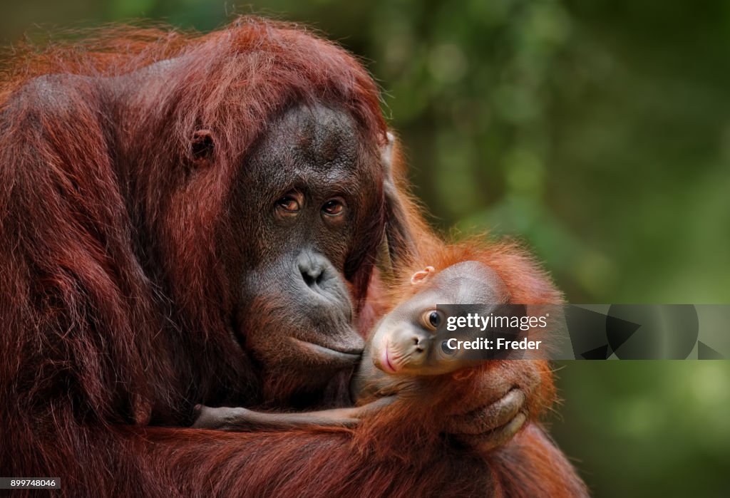 Orang-Utans