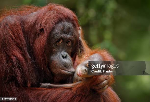 orang-utans - animal family stock-fotos und bilder