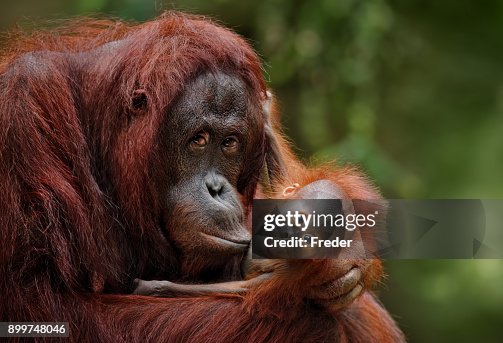 Orangutans Orangutans