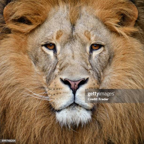 lion - animal face stock-fotos und bilder
