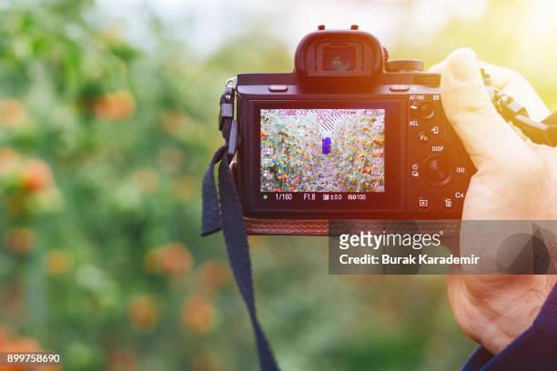 tourist takes picture of tomatoes - mirrorless camera stock pictures, royalty-free photos & images