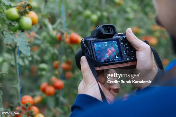 tourist takes picture of tomatoes - viewfinder stockfoto's en -beelden