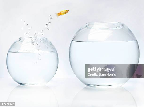 fish jumping into bigger bowl - primeira etapa fotografías e imágenes de stock