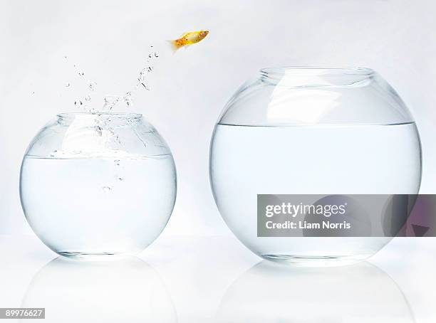 fish jumping into bigger bowl - skill development stockfoto's en -beelden