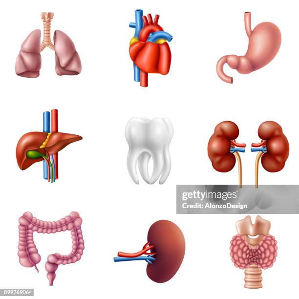 human internal organs - human internal organ stock illustrations