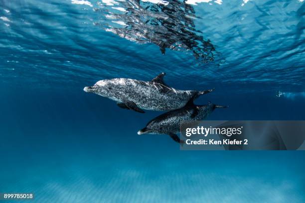 dolphins - ken kiefer stock pictures, royalty-free photos & images