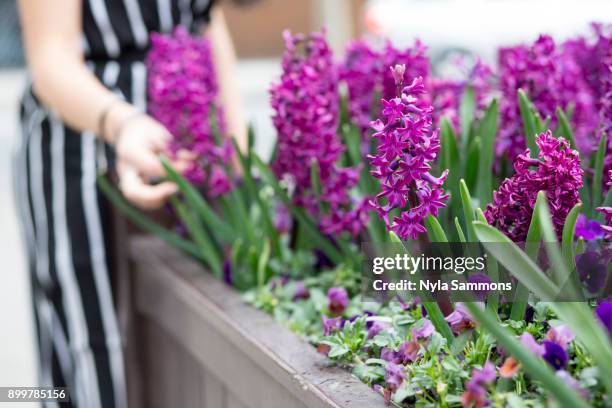 mid section of young womans hand touching purple hyacinth in planter - hyacinth stock pictures, royalty-free photos & images