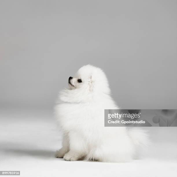 studio portrait of pomeranian dog - spitz type dog stock pictures, royalty-free photos & images