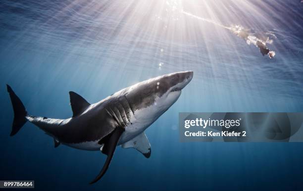 shark swimming in sea under sunrays - ken kiefer stock pictures, royalty-free photos & images