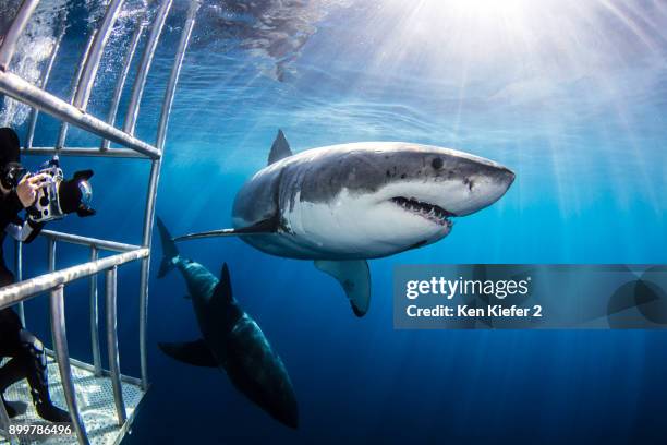 diver photographing sharks from shark cage - shark stock pictures, royalty-free photos & images