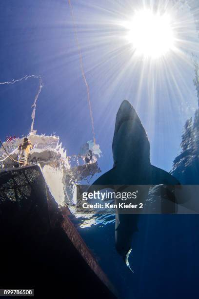 shark swimming in sea under sunrays and boat - ken kiefer stock pictures, royalty-free photos & images