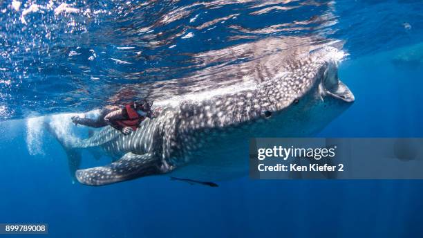 diver alongside whale shark - insel mujeres stock-fotos und bilder