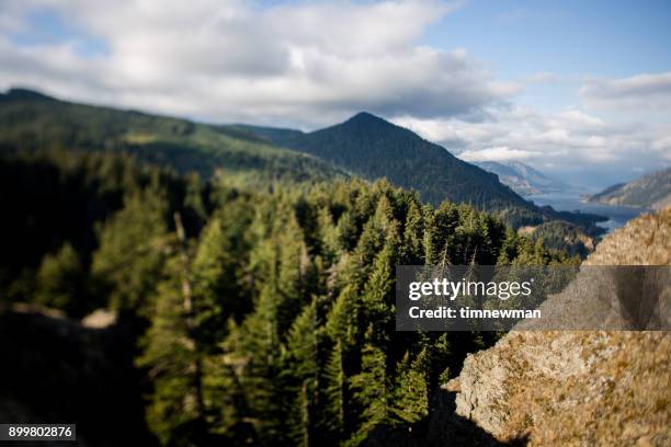 pacific northwest wald tilt shift - wanderweg pacific crest trail stock-fotos und bilder