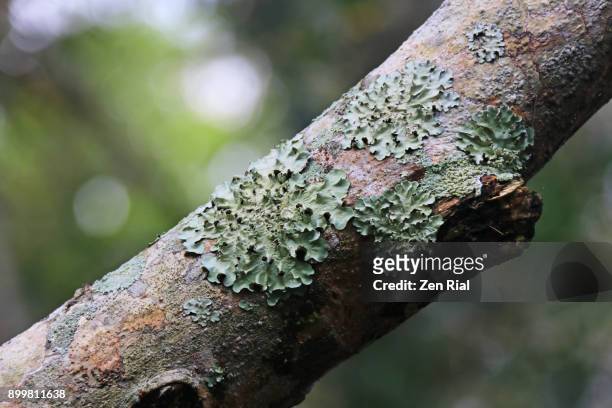 lichen on tree branch - lachen stock pictures, royalty-free photos & images