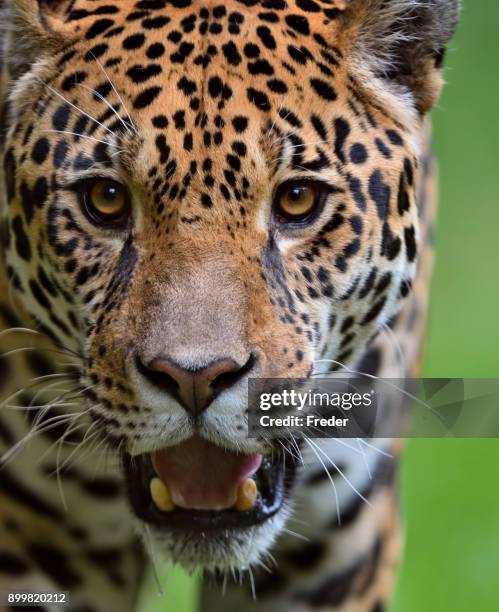 87 Jaguar Animal Running Photos and Premium High Res Pictures - Getty Images 87 Jaguar Animal Running Photos and Premium High Res Pictures - Getty Images