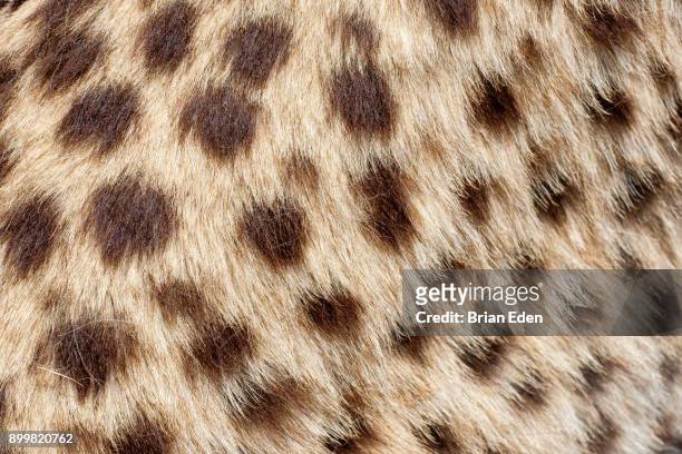 cheetah fur texture close up - animal hair fotografías e imágenes de stock