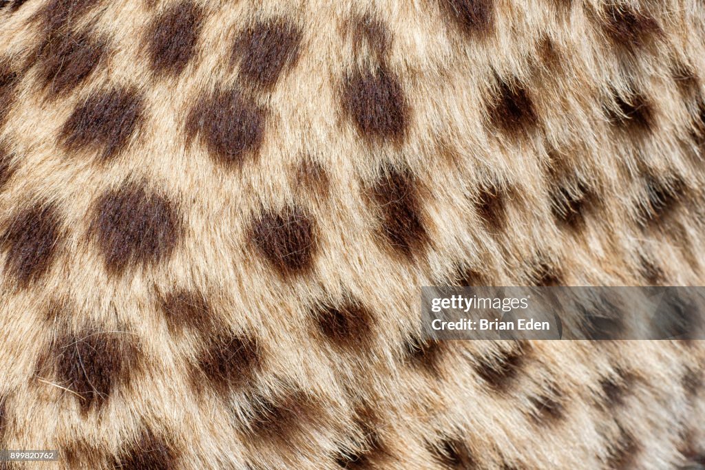 Cheetah Fur Texture Close Up