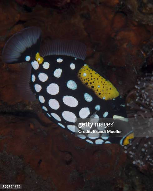 clown triggerfish - clown triggerfish stock pictures, royalty-free photos & images