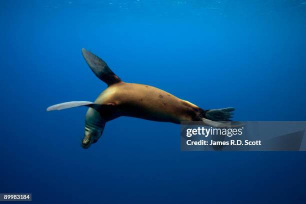 galapagos sea lion - galapagos stock pictures, royalty-free photos & images