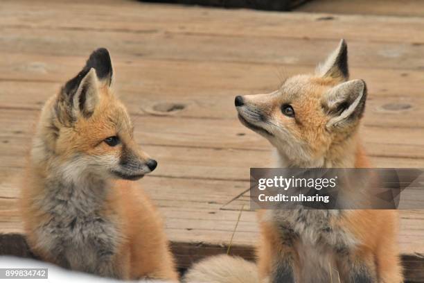 red fox kits - big sky ski resort stock pictures, royalty-free photos & images
