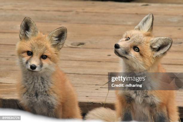 red fox kits - gallatin county montana stock pictures, royalty-free photos & images