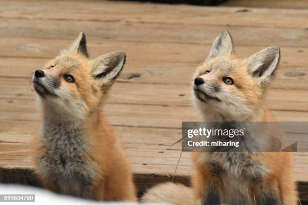 red fox kits - big sky ski resort stock pictures, royalty-free photos & images