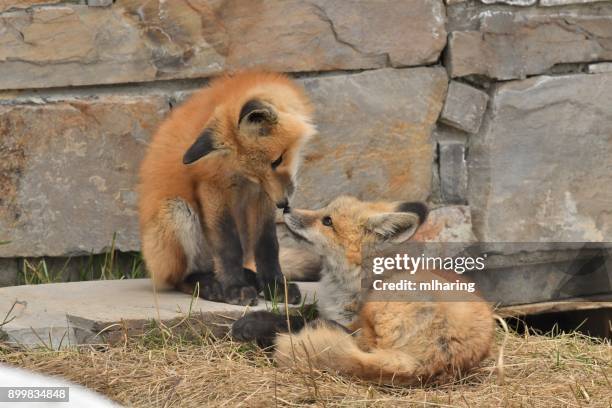 red fox kits - big sky ski resort stock pictures, royalty-free photos & images