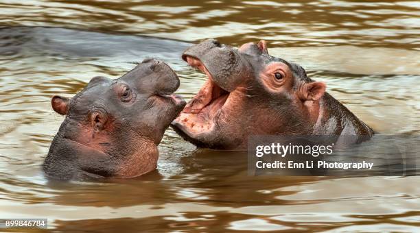 two playful hippos - baby hippo stock pictures, royalty-free photos & images
