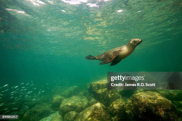 california sea lion - zalophus californianus imagens e fotografias de stock