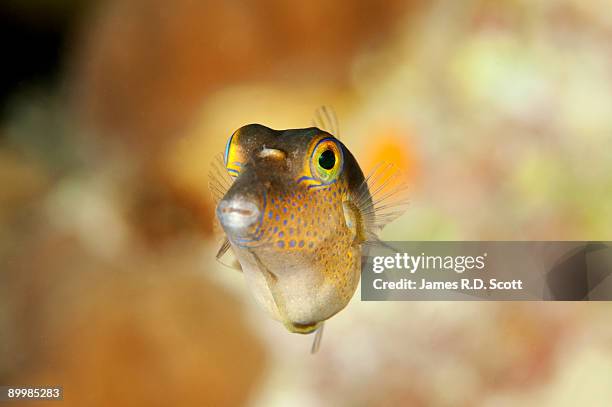 sharpnose puffer - puffer fish stock pictures, royalty-free photos & images