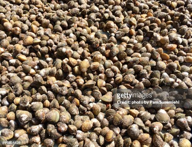 close-up, freshwater clams for sale, poipet, cambodia - provinz banteay meanchey stock-fotos und bilder