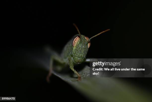 grasshopper (locust) - grasshopper stock pictures, royalty-free photos & images